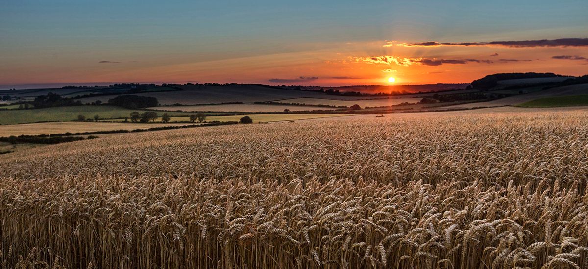 Slide Image of a countryside sunset  across corn fields